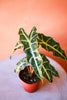 Alocasia 'Polly'