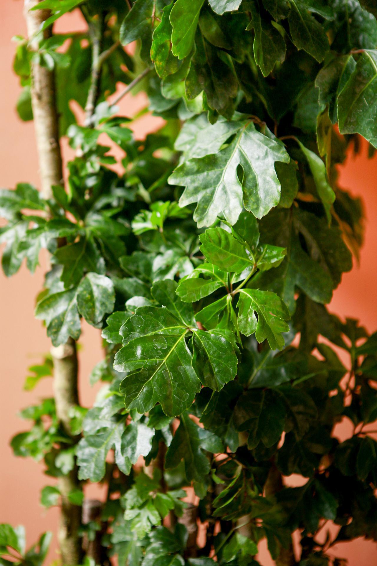 Geranium Leaf Aralia