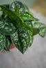 Scindapsus 'Argyraeus'