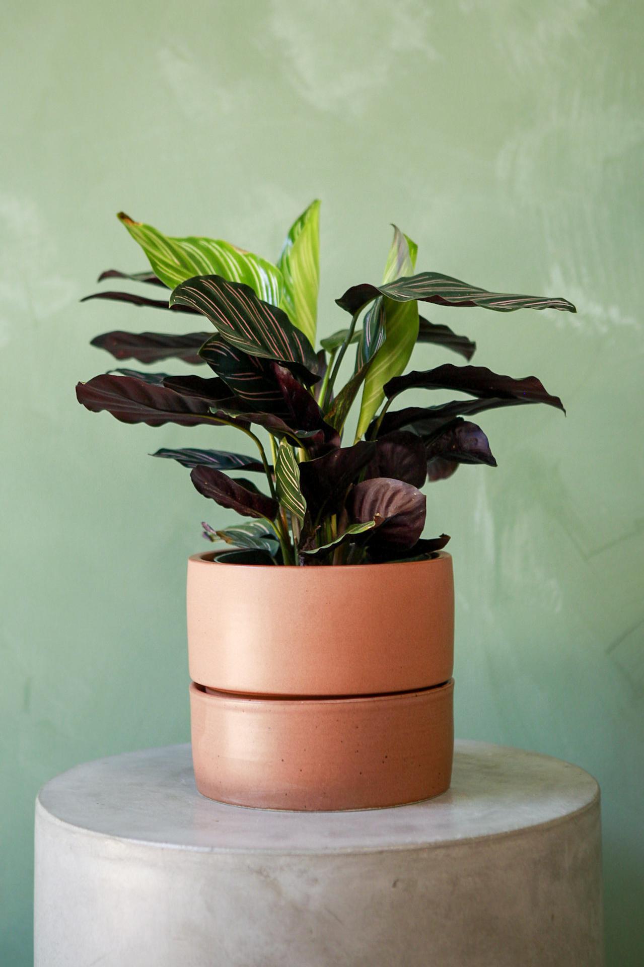 Material Things Reservoir Planter