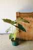 Alocasia 'Mayan Mask'