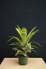 Bromeliad 'Gruberii Ice'