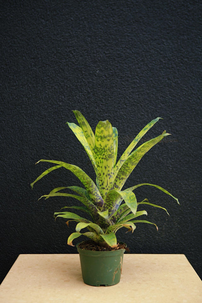 Bromeliad 'Gruberii Ice'