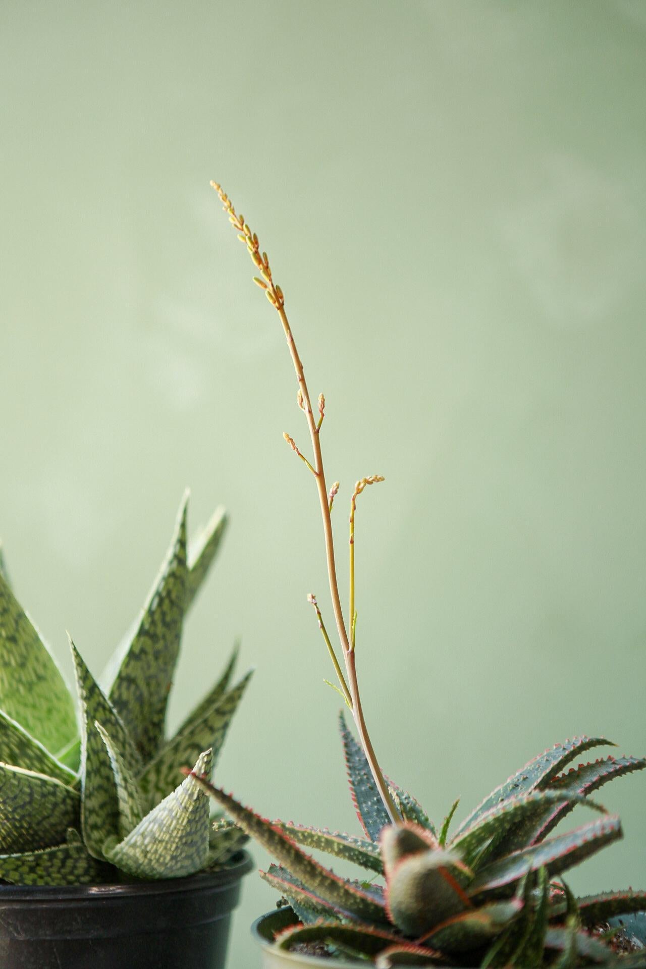 Exotic Aloe