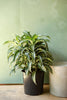 Dracaena 'Jade Jewel'