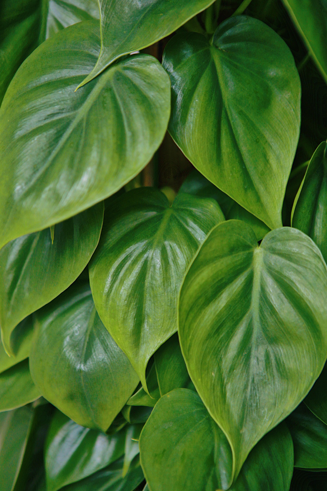 Heart Leaf Philodendron