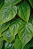 Heart Leaf Philodendron