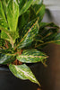 Aglaonema 'Dazzling Gem'