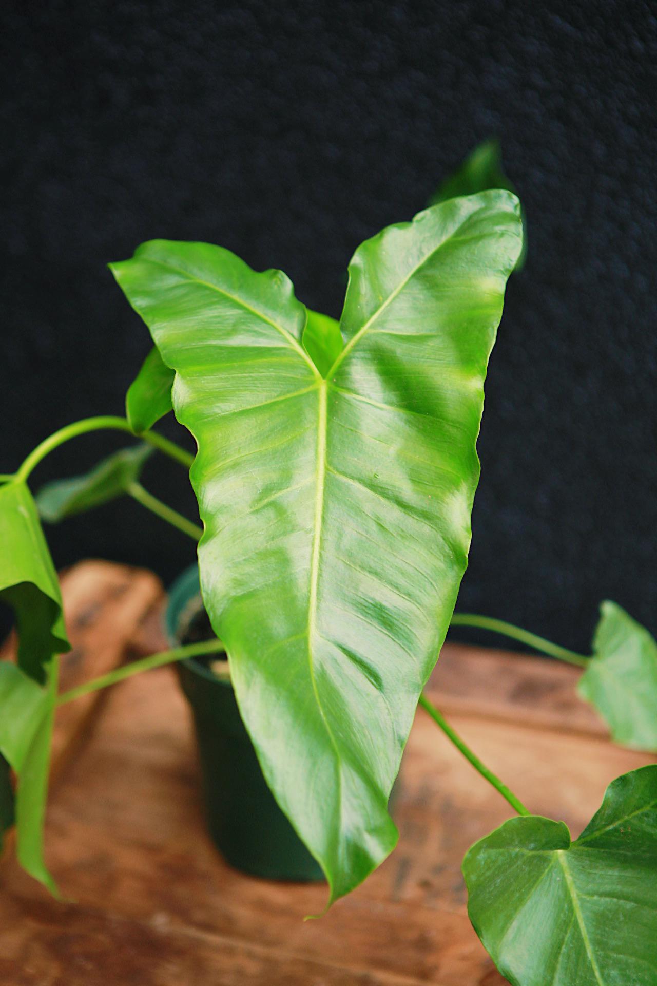 Philodendron stenolobum