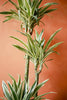 Dracaena 'White Bird'