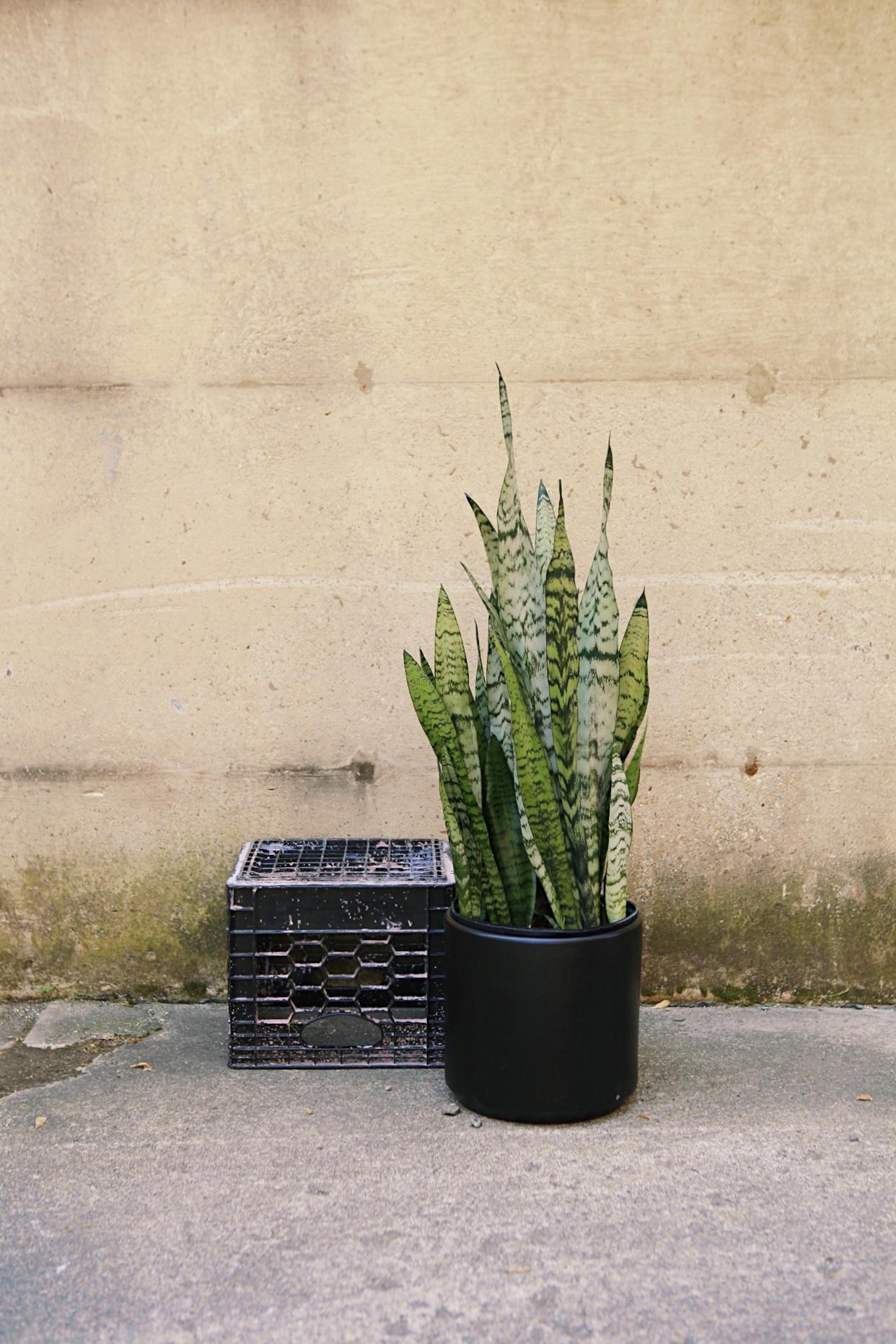 Clay Cylinder Planter