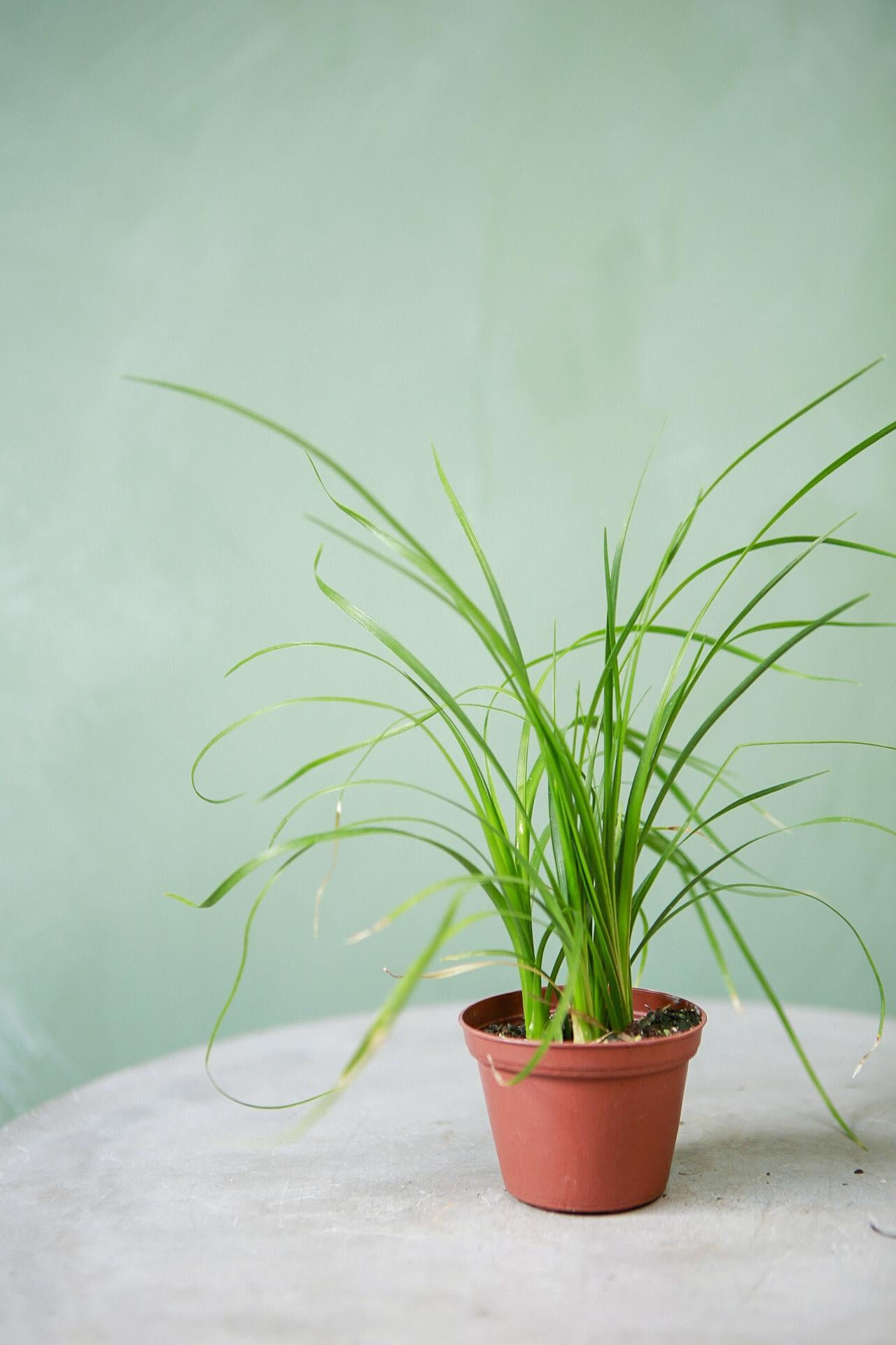 Ponytail Palm