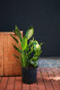 Orange Bird of Paradise