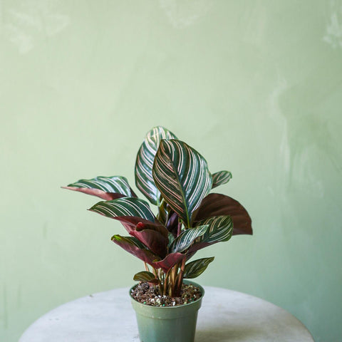 Calathea Ornata
