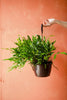 Kangaroo Paw Fern
