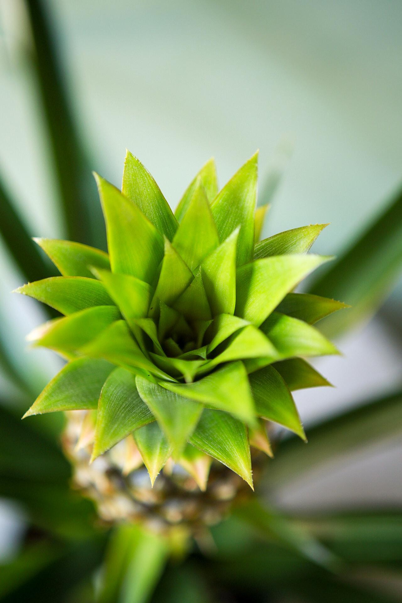Bromeliad Pineapple