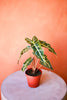 Alocasia 'Polly'