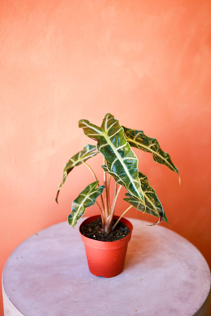 Alocasia 'Polly'