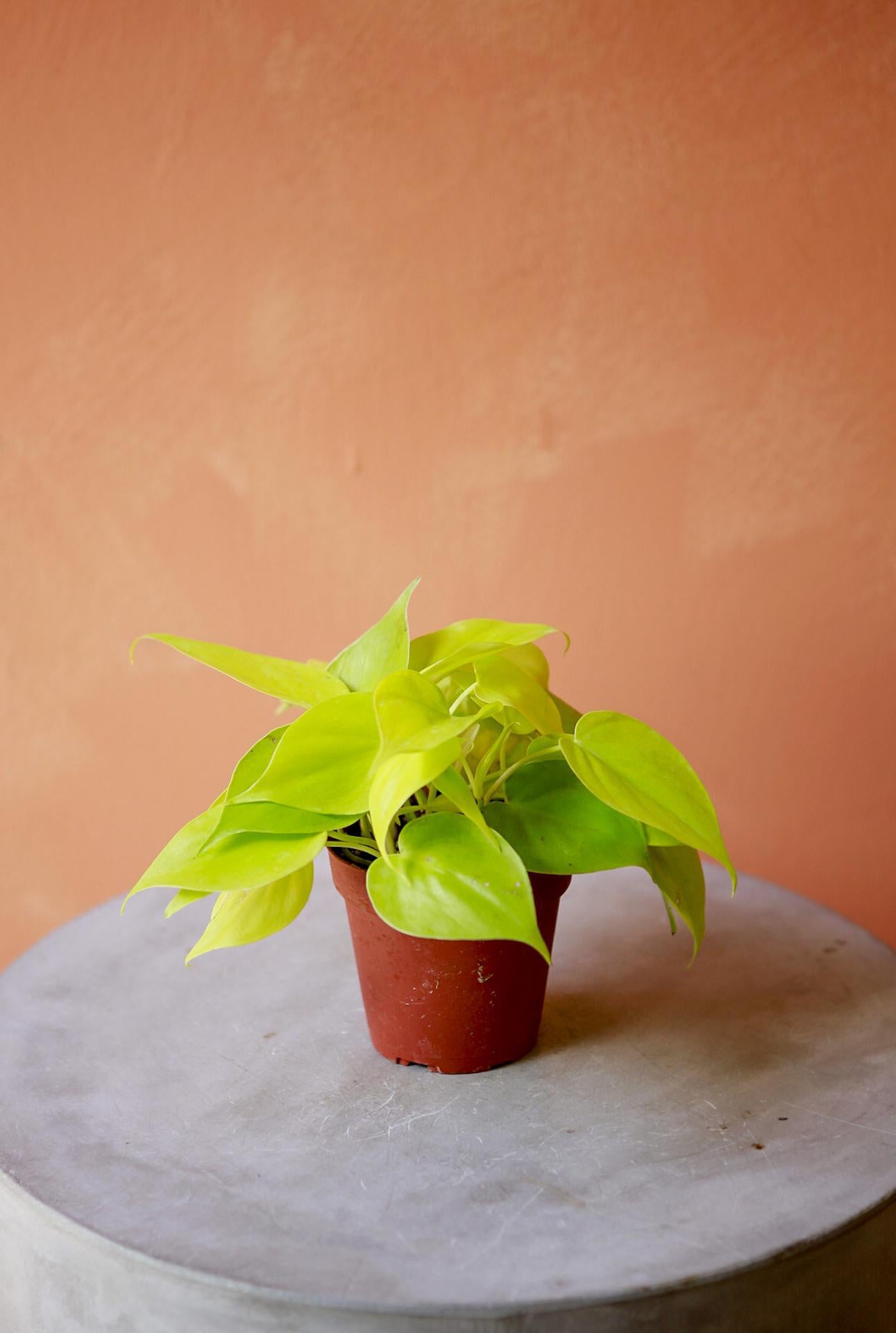 Philodendron 'Lemon Lime'