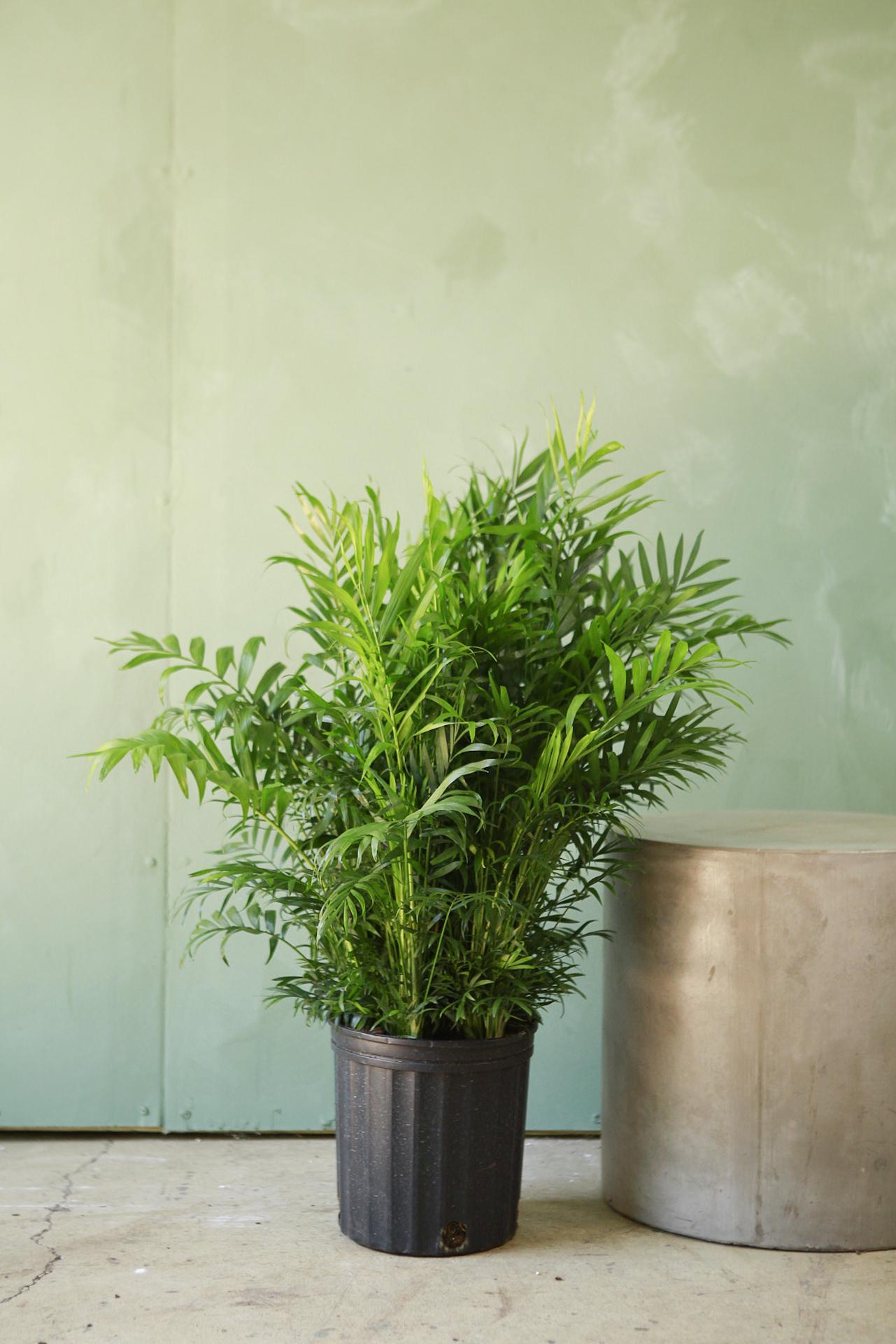 Neanthe Bella Palm