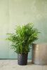 Neanthe Bella Palm