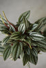 Peperomia 'Rosso'