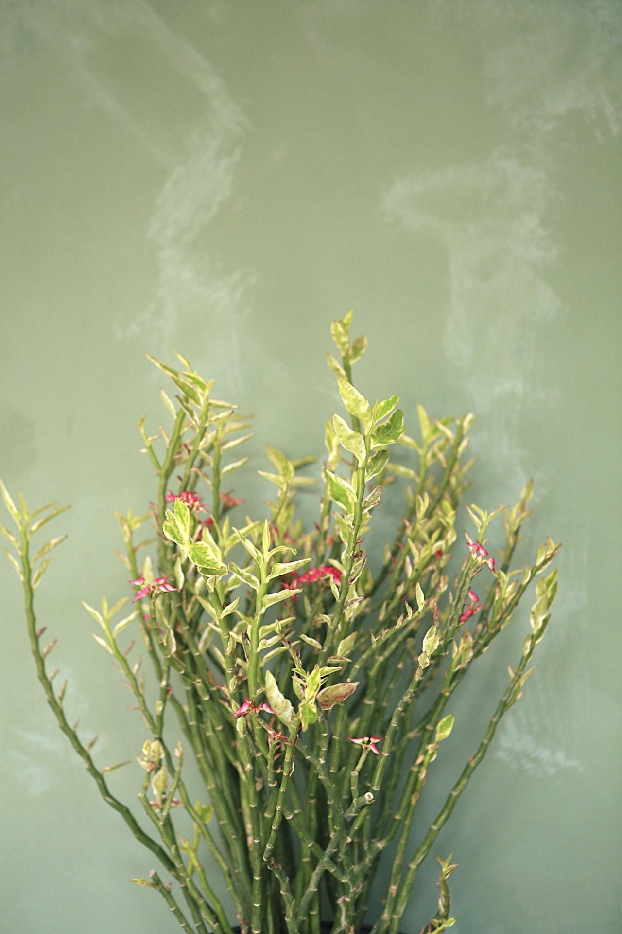 Euphorbia 'Devil's Backbone'
