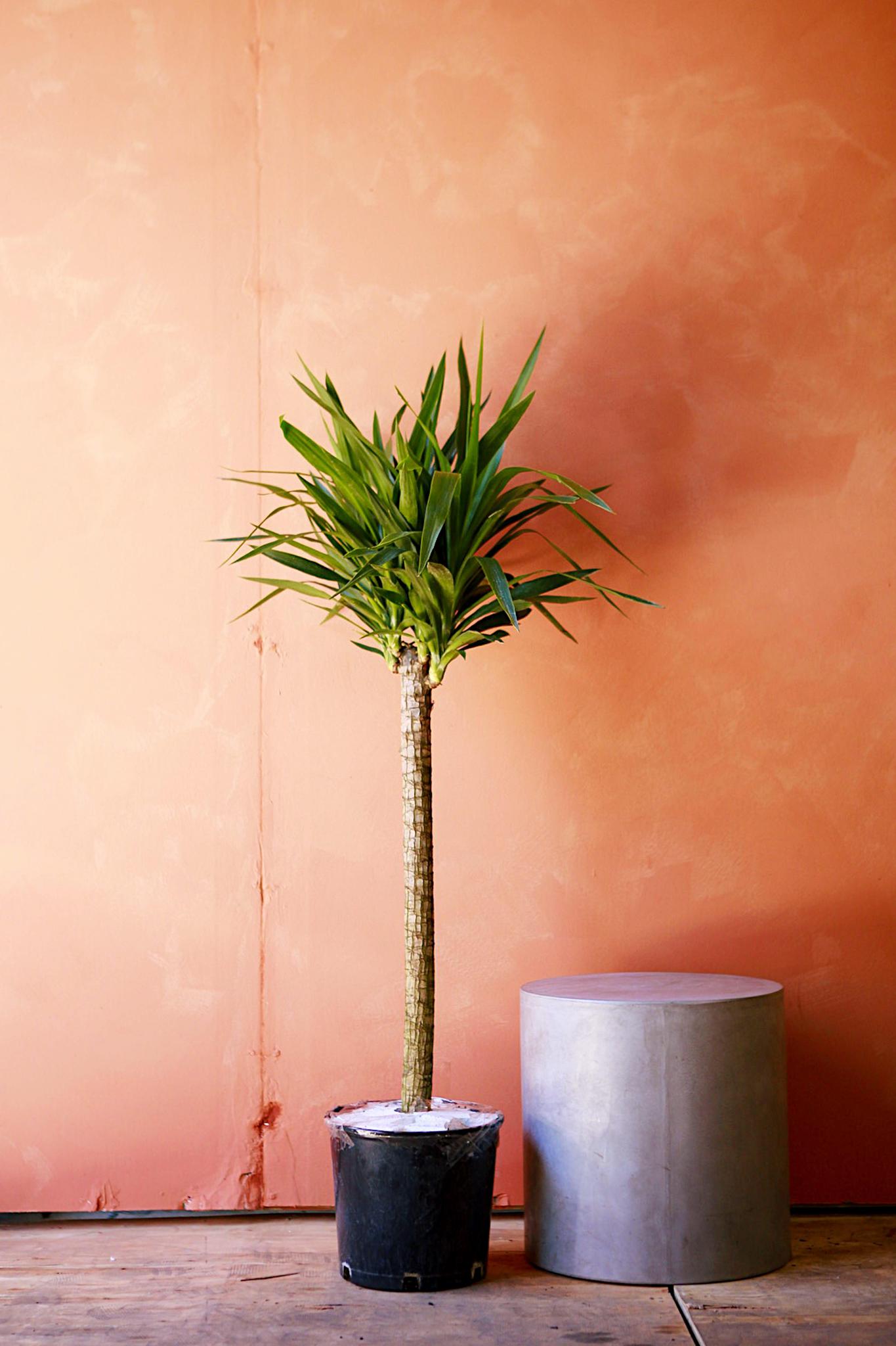 Yucca Cane