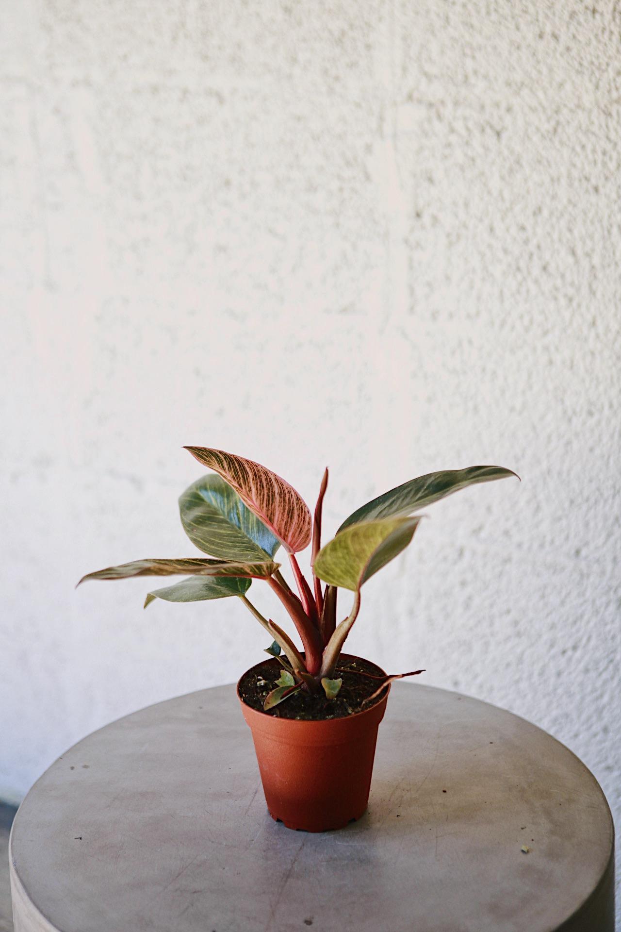 Philodendron Birkin Pink