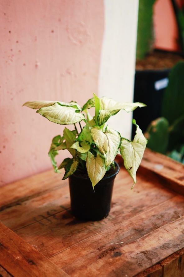 White Butterfly' Arrowhead Plant