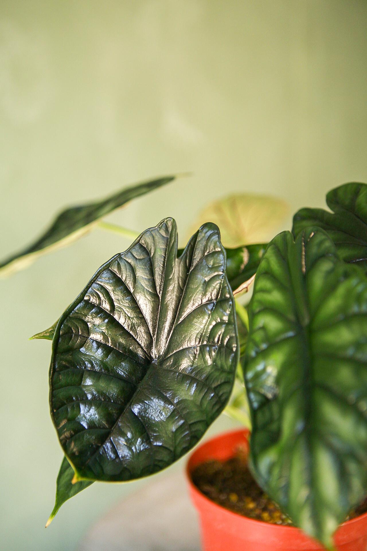 Alocasia 'Silver Dragon'