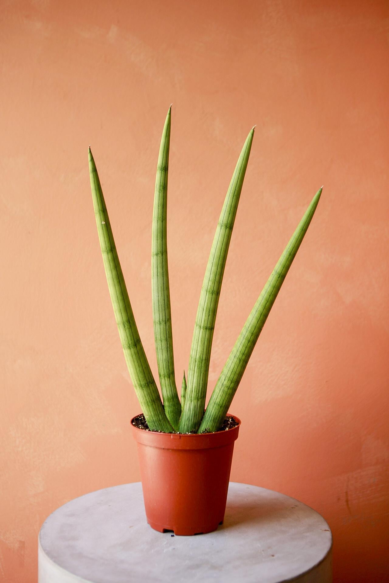 'Starfish' Snake Plant