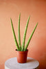 'Starfish' Snake Plant