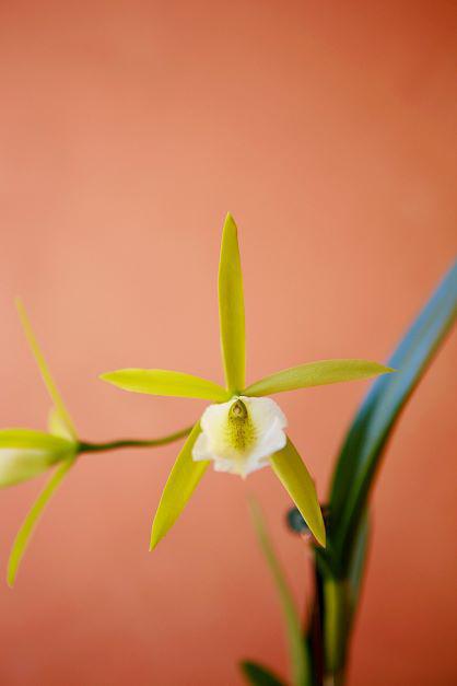 Cattleya Orchid