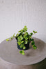 Peperomia 'Hope'