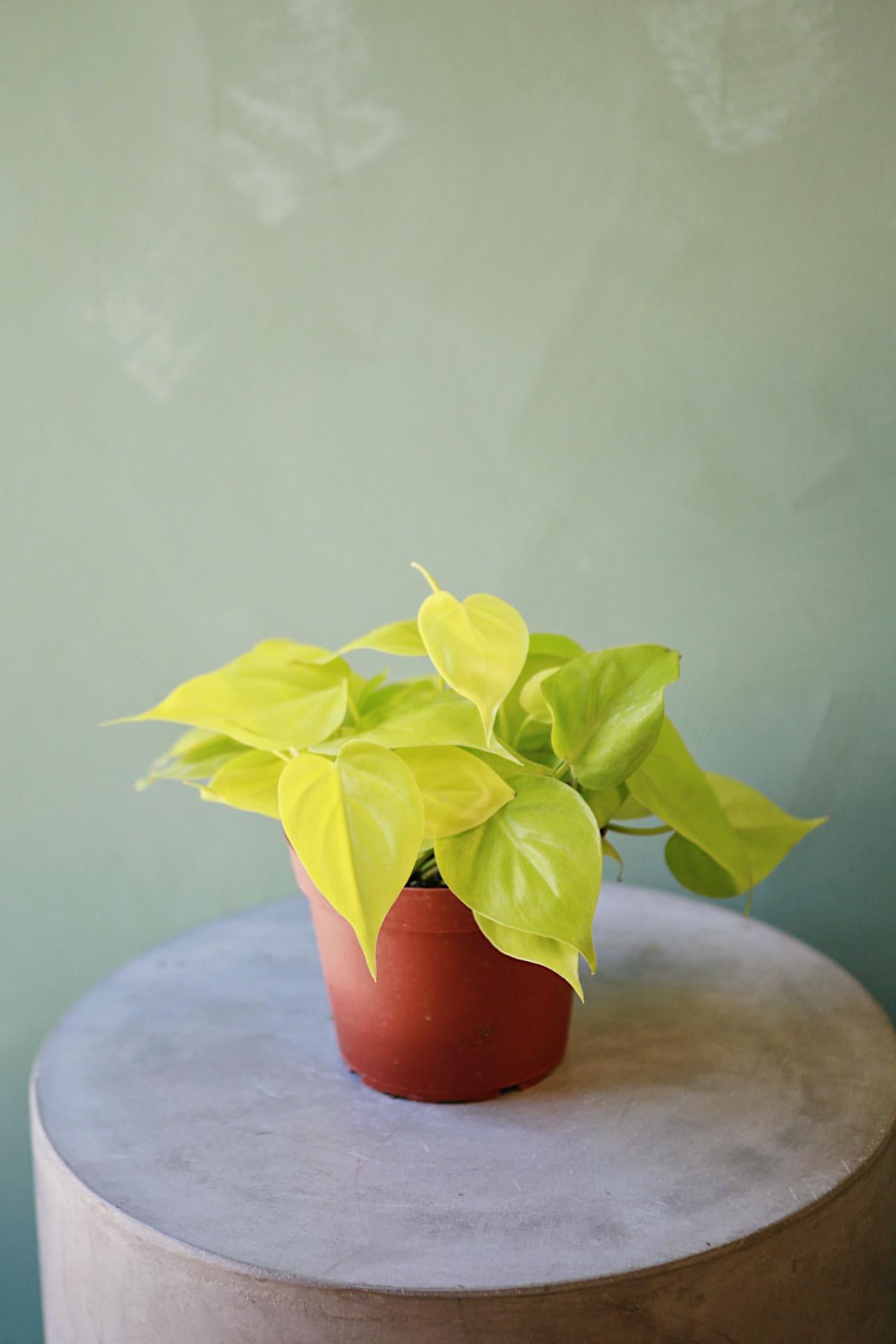 Philodendron 'Lemon Lime'