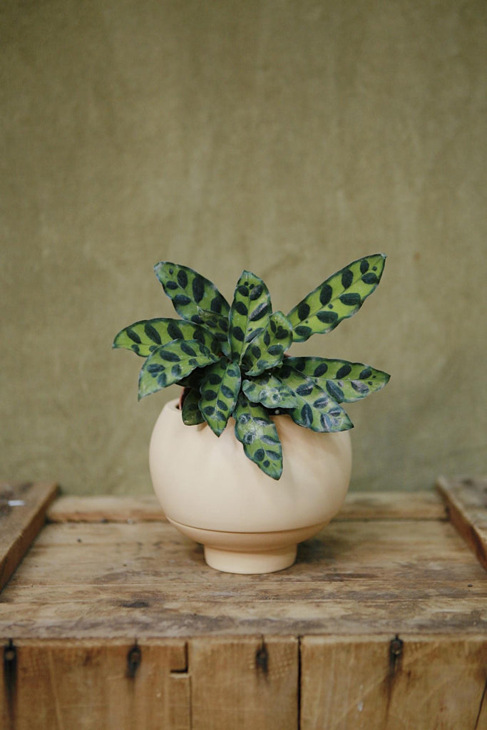 Sutton Planter