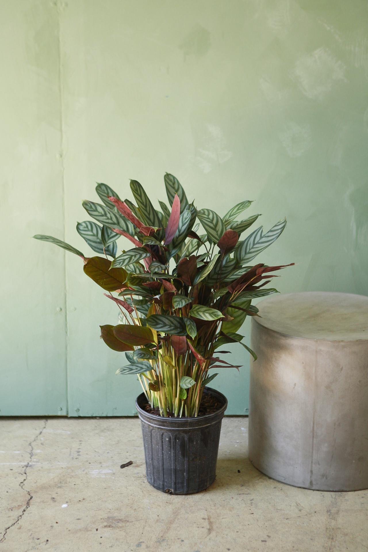 Calathea Exotica