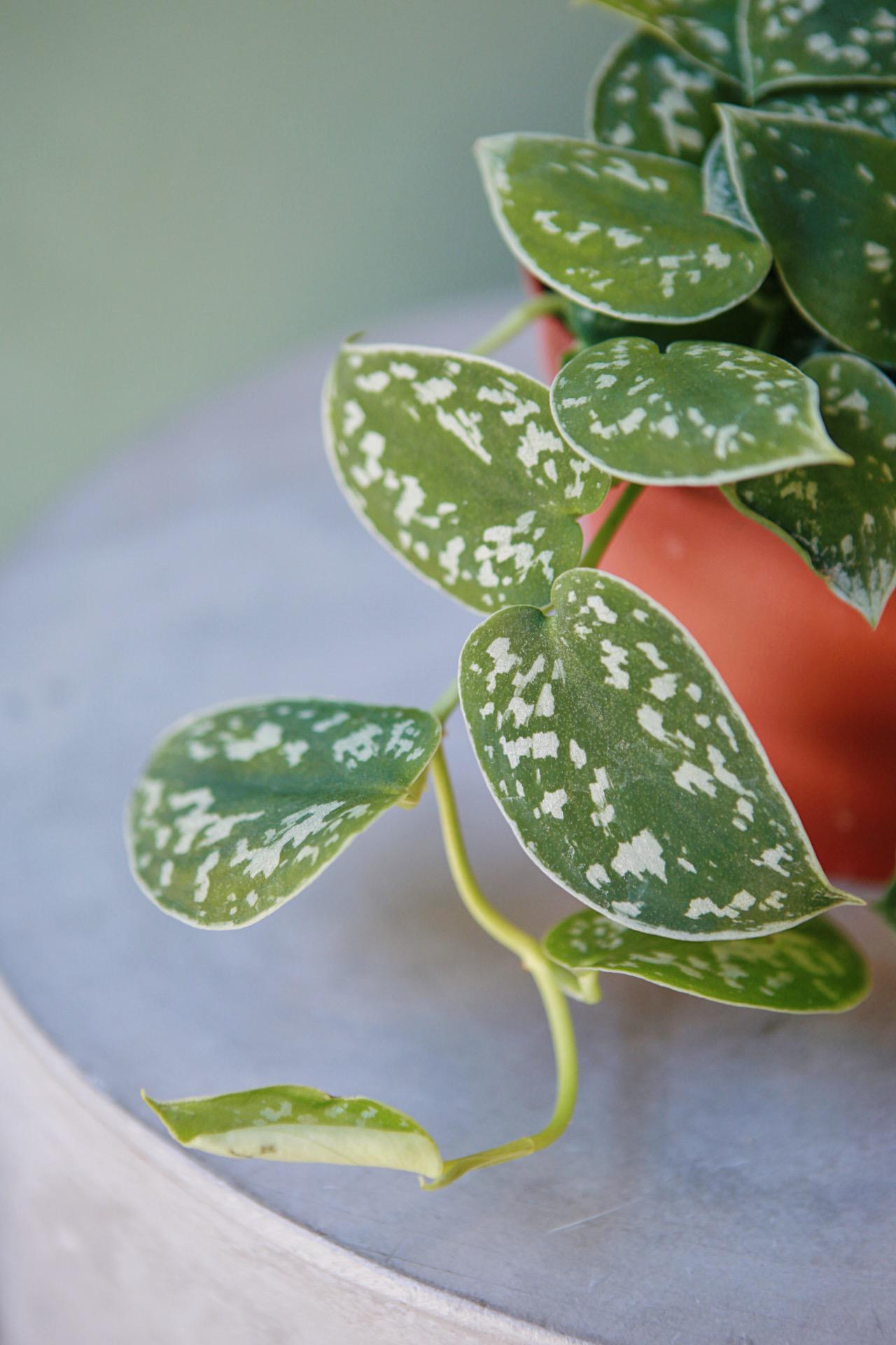 Scindapsus 'Silver Satin'