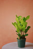 ZZ Plant