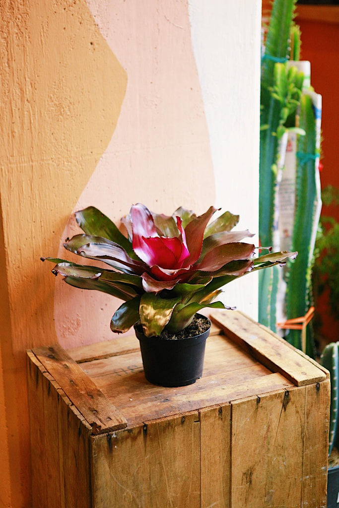 Bromeliad Neoreglia