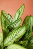 Calathea 'Vittata'