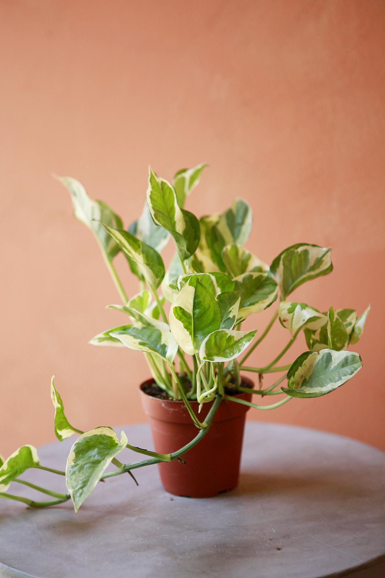 'Pearls & Jade' Pothos