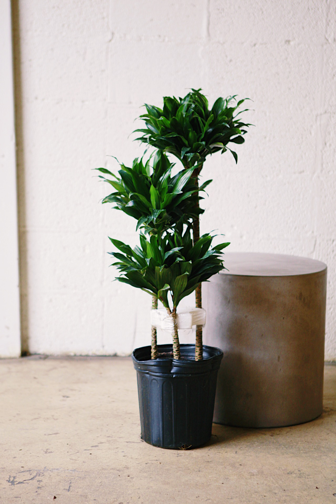 Dracaena 'Janet Craig Compacta'