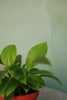 Philodendron 'Congo Apple'
