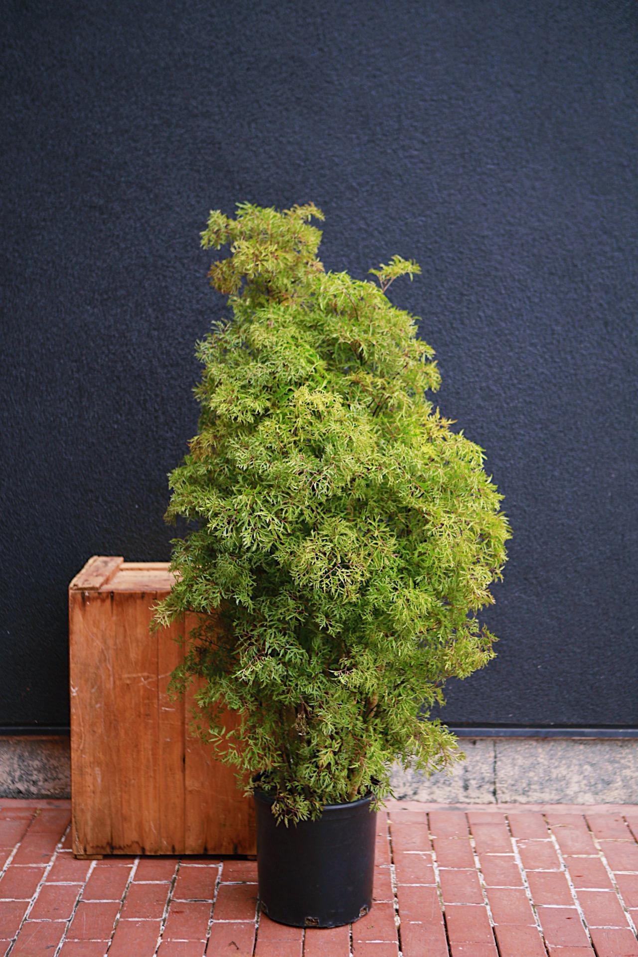 Golden Ming Aralia