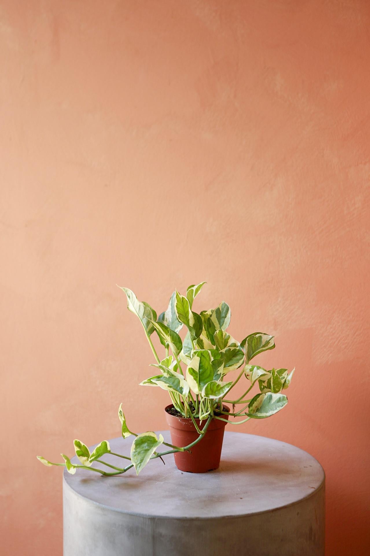 'Pearls & Jade' Pothos