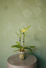 Phalaenopsis Orchid