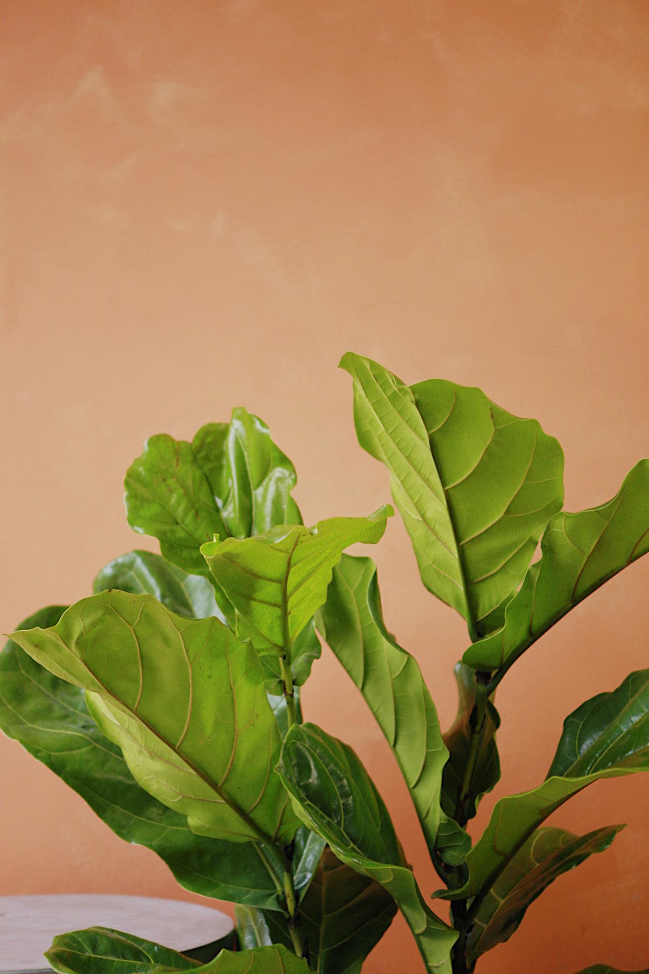 Fiddle Leaf Fig "Little Fiddle"