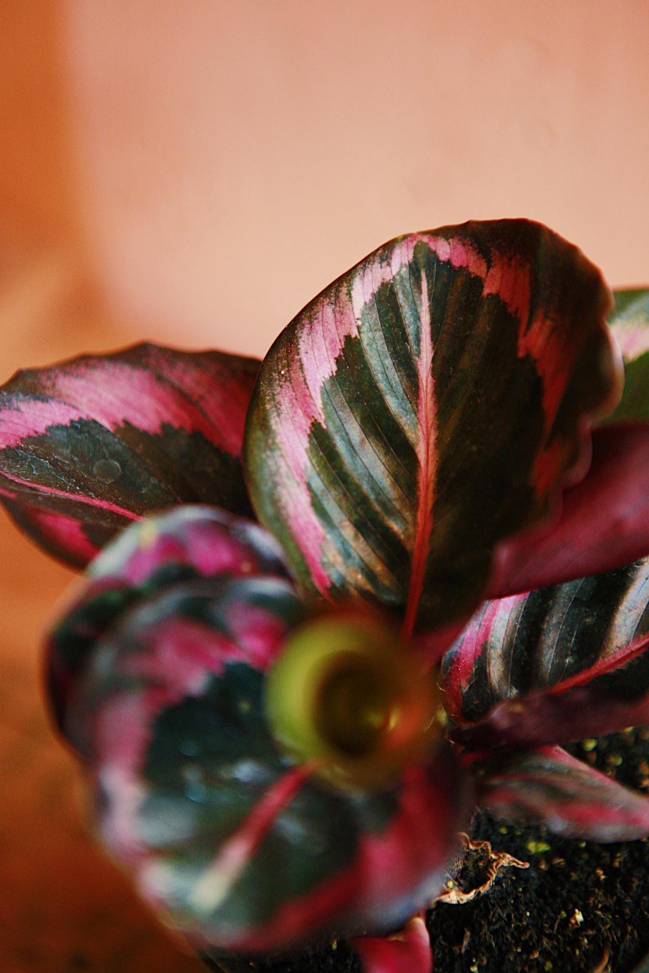 Calathea 'Red Rojo'